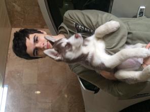 Хаски Husky Huski
