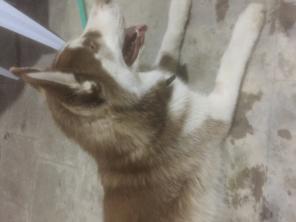 Хаски Husky Huski