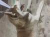 .Хаски Husky Huski.